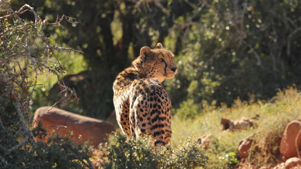 Mount Camdeboo Private Game Reserve By Newmark Graaff Reinet Ngoại thất bức ảnh