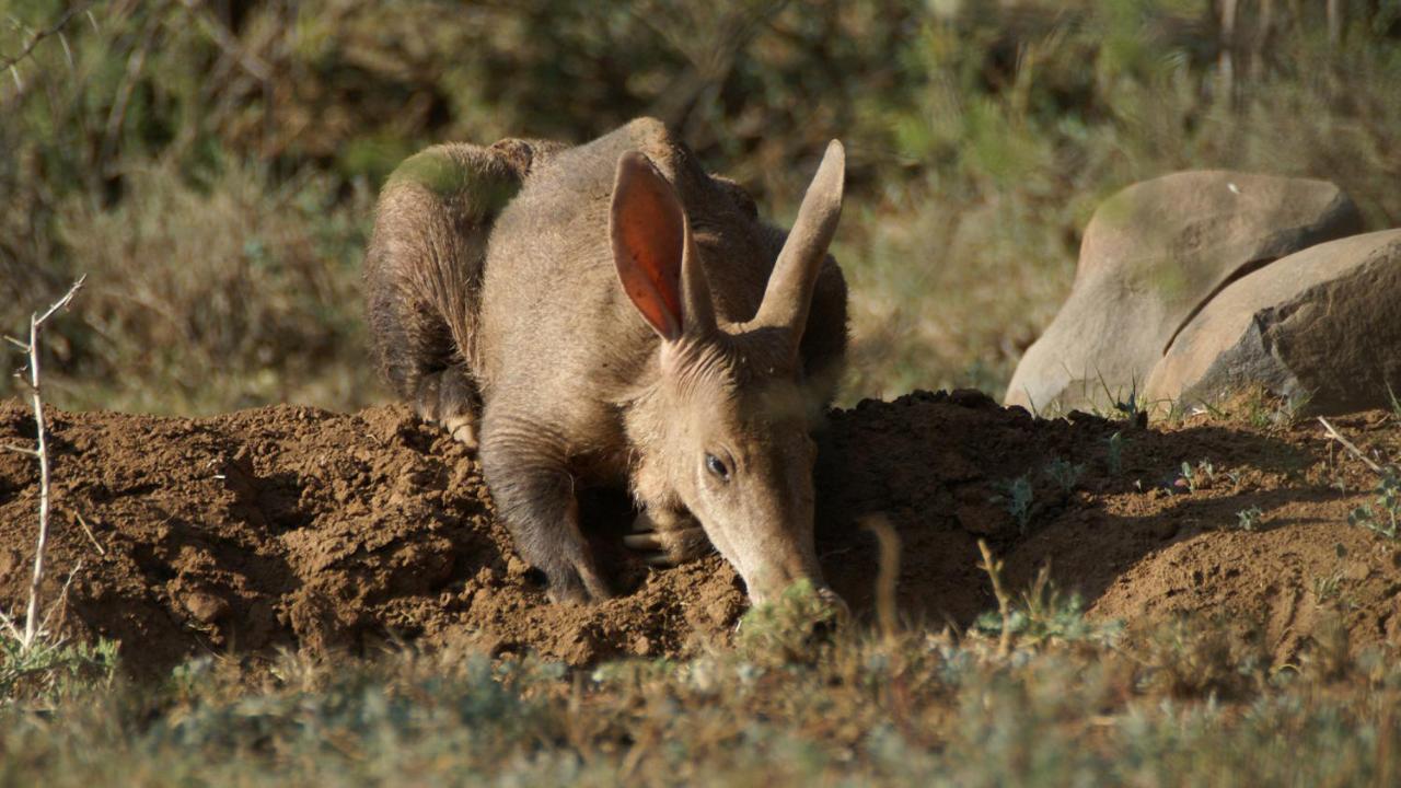 Mount Camdeboo Private Game Reserve By Newmark Graaff Reinet Ngoại thất bức ảnh
